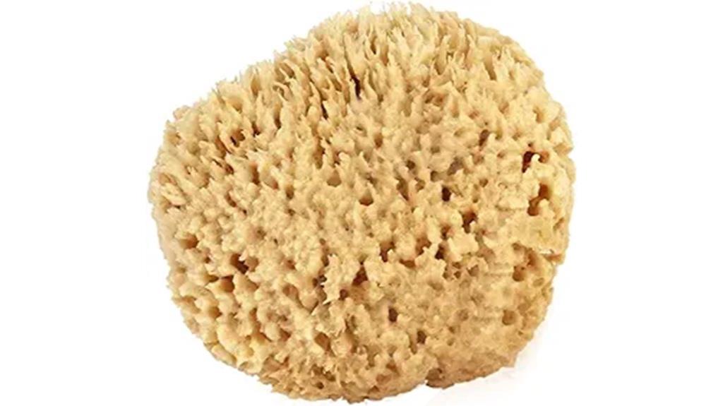 large sea wool sponge